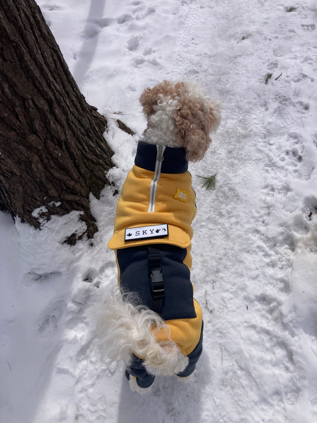 Custom Velcro Patch for Dog Harness — Personalized Dog ID | Pawpawlemon