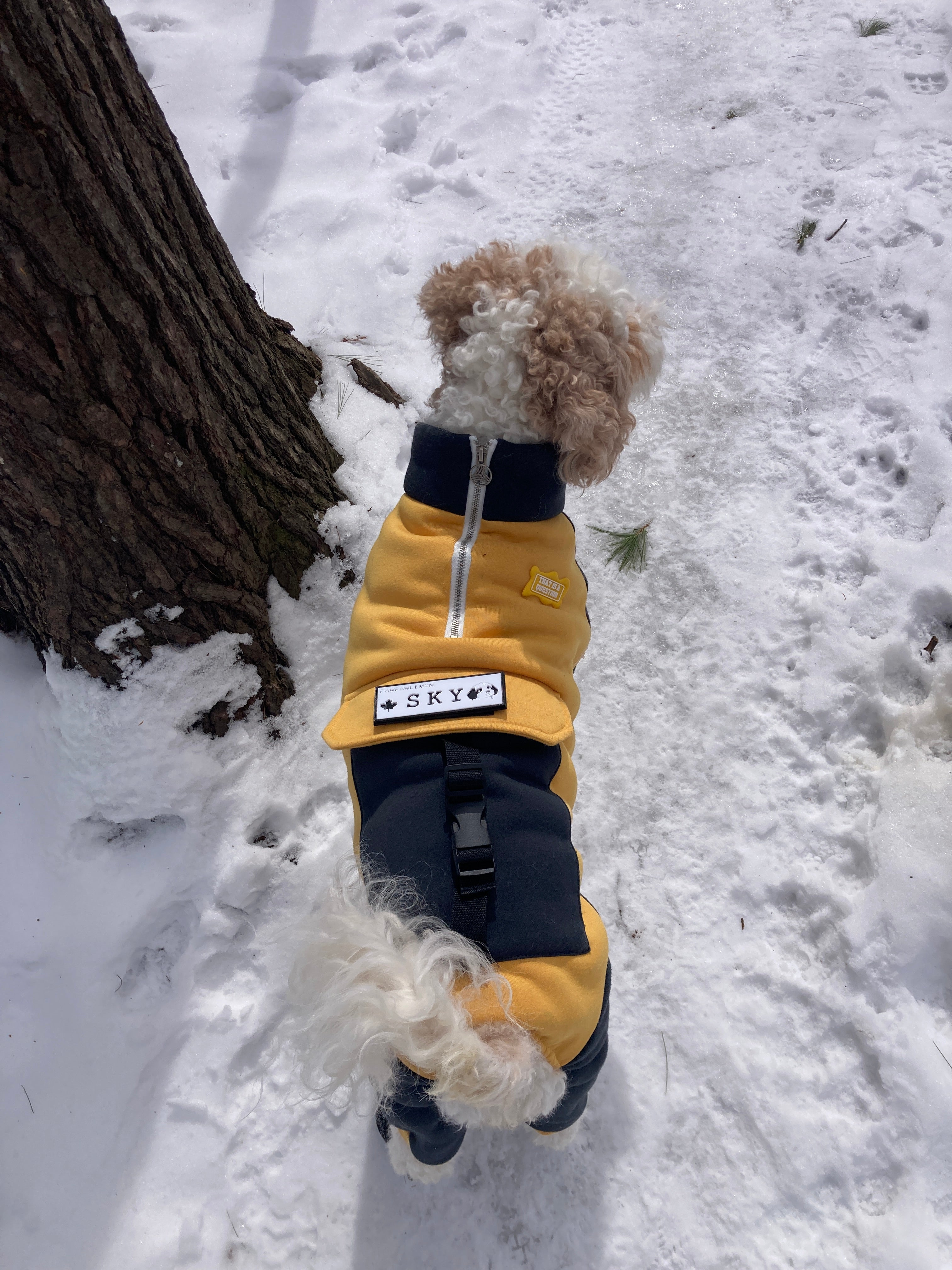 Custom Velcro Patch for Dog Harness — Personalized Dog ID | Pawpawlemon