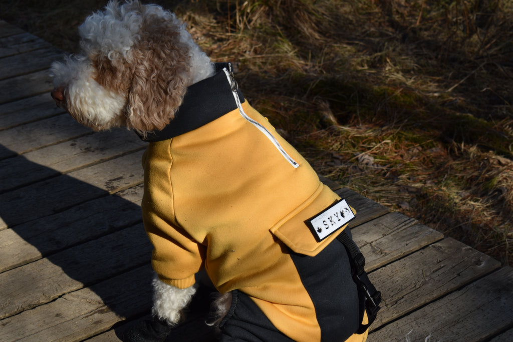 Custom Velcro Patch for Dog Harness — Personalized Dog ID | Pawpawlemon